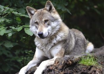 Entra en vigor la «solución asturiana» al problema del lobo