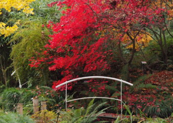 La música inunda este agosto el Botánico de Gijón