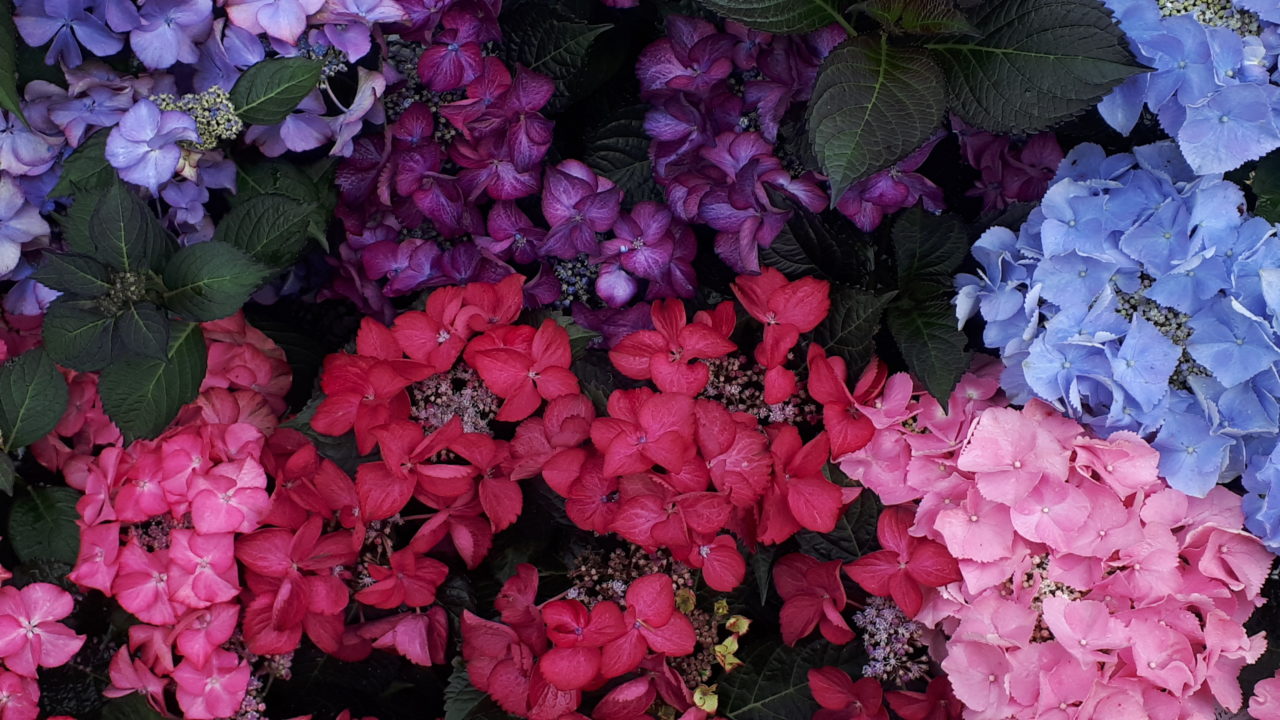 Hortensias para primavera, verano y sí, para otoño también - miGijón