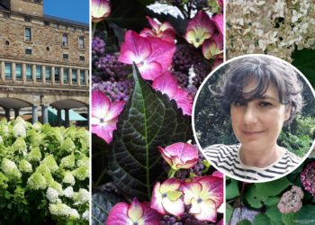 Hortensias para primavera, verano y sí, para otoño también