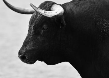 Onís acogerá una corrida de toros: «Será una reivindicación de libertad, derechos y respeto»