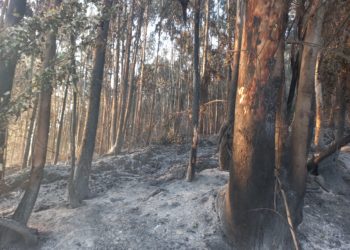 “Alguien se está dedicando a prender los montes”
