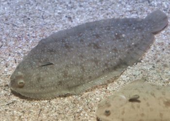 El Musel incorpora una planta de cultivo de lenguado