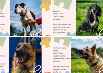 Cuatro perros asturianos buscan cuatro familias donde «encajar»