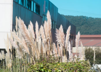 Un mar de plumero de la pampa inunda el oeste de Gijón