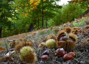 Aquí tienes seis consejos para afrontar mejor el otoño en Gijón