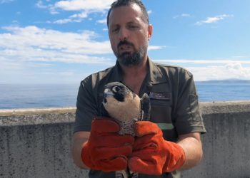 Un halcón peregrino vuelve a la naturaleza en Gijón