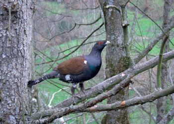Intervenido un urogallo en un comercio de la calle de Cabrales