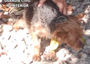 Investigadas tres personas por abandonar dos perros en un coche con altas temperaturas en Parres-Llanes