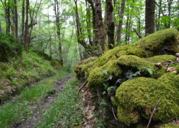 El MITMA apoya la digitalización de ocho concejos asturianos de menos de 10.000 habitantes