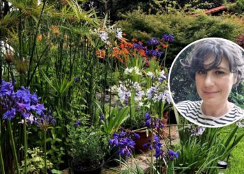 Agapanthus… mucho más que flores azules o blancas