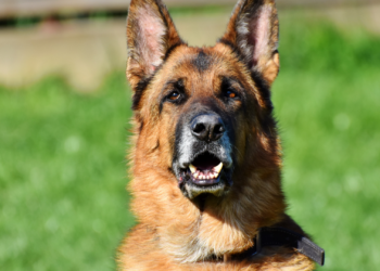 Un hombre va a juicio por ahorcar a su perro en Parres