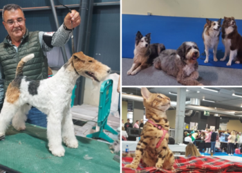 Espacio Mascotas cierra con éxito su séptima edición