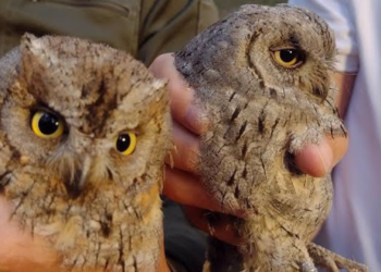 Medio Rural reintroduce cinco aves rapaces nocturnas en el entorno del Jardín Botánico Atlántico de Gijón