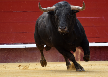 Podemos e IU, solos a la hora de pedir que se prohíba la participación de menores en festejos taurinos