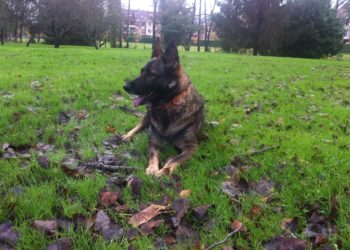 Estos son los planes que puedes hacer en Gijón con tu mascota en el Día Mundial de los Animales