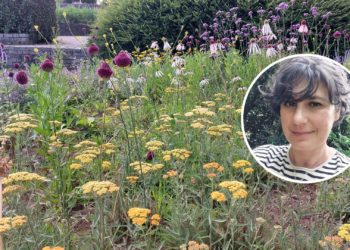 Sobre bulbos y otras plantas bulbosas