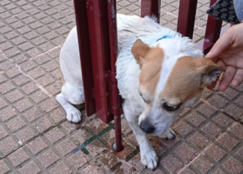 Rescatan a un perro atrapado entre varios barrotes en Gijón