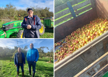 Los secretos de la cosecha de la manzana en Asturias