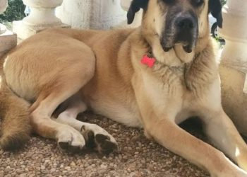 Sidra necesita una casa de acogida nueva