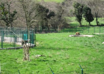 ‘Meetingbears’, una app para que los ciudadanos ayuden a la conservación del oso pardo