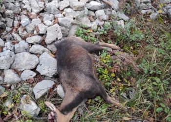 «Los cazadores furtivos están aprovechando la falta de vigilancia para actuar sin control»