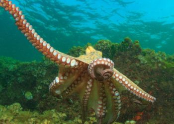 Aprobada la norma de pesca del pulpo en Asturias en 2023