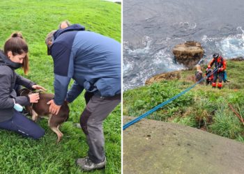 Rescatada una perrita que se había caído por un acantilado del Cerro de Santa Catalina
