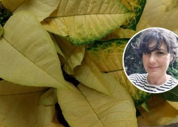 Flores de Pascua… «vuelven a casa por Navidad»