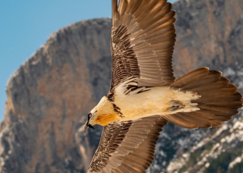 Trece ejemplares de quebrantahuesos se han liberado en la Cordillera Cantábrica desde 2020