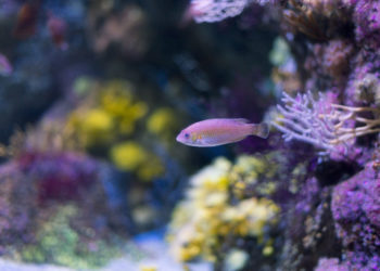 Planes familiares en Gijón: visita el Bioparc Acuario de Gijón