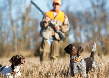 PACMA se manifestará en Gijón y en toda España contra la exclusión de los perros de caza en la ley de bienestar animal