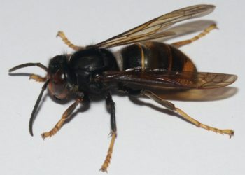 Podemos-Equo Xixón alerta del aumento de actuaciones de Bomberos para enfrentar la avispa velutina