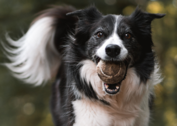 Corvera estrena un nuevo parque canino en Las Vegas