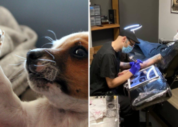 Recogida solidaria de comida y accesorios para perros y gatos en La Mamba Negra Tattoo