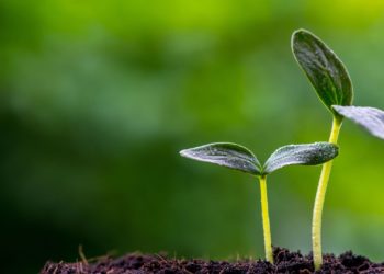 Tineo fomenta el emprendimiento rural con ayudas de 2.000 euros