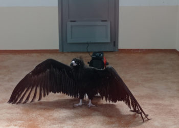 Liberados dos buitres negros en el Parque Natural y Reserva de la Biosfera de Las Ubiñas-La Mesa