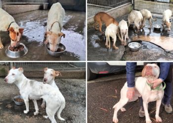 El Albergue de Serín acoge 16 perros rescatados de una vivienda en Gijón