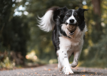 ¿Puedo incluir a mi perro en mi testamento?