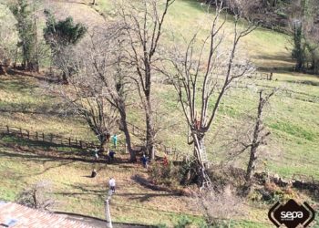 Herido mientras podaba un árbol en San Martín del Rey Aurelio