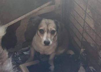 Alma Animal Asturias busca urgentemente acogida para 15 perros en Siero