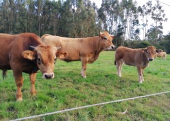 Asturias Ganadera cree que las cuadras clausuradas en Suarías son un ejemplo de abandono a los ganaderos