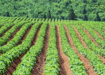 Asturias considera erradicada la polilla de la patata