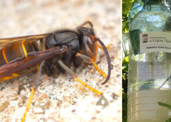 Foro reclama más medios para los grupos de voluntarios que acaban con las velutinas