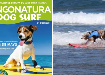 Salinas acogerá en mayo la segunda edición del europeo de surf para perros