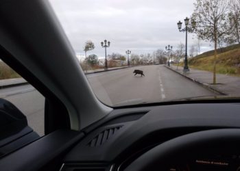 El Principado amplía la temporada de caza de jabalí