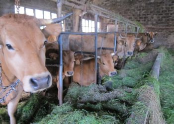 Dos granjas de leche cerraron al día en España en 2022