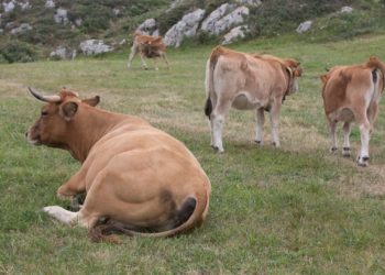 El Principado autoriza más de 200 certámenes ganaderos en 2023 en Asturias