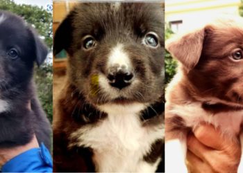 #Adóptame: Lolito, París y Lulú