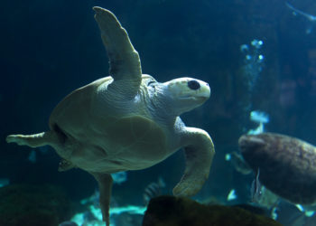 El Acuario de Gijón llama a la conservación del ‘planeta agua’
